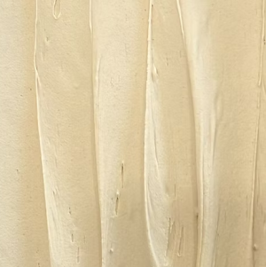 Piedmont Hazelnut (16oz)